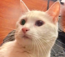 [picture of Icelie, a Domestic Short Hair white bi-eyed\ cat] 
