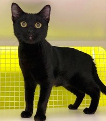[picture of Fiora, a Domestic Short Hair black cat]