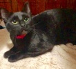 [picture of Fiora, a Domestic Short Hair black cat]