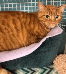 [picture of Brulee, a Domestic Short Hair orange tabby cat]