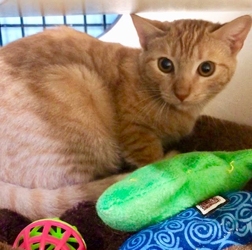 [picture of Lujack, a Domestic Short Hair orange tabby cat]