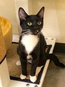 [picture of Vanna, a Domestic Short Hair black/white cat]