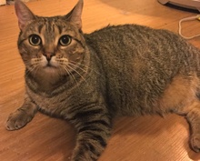 [another picture of Esme, a Hemingway Polydactyl Tiger stripe calico\ cat] 