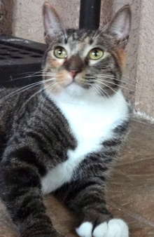 [picture of Esme, a Hemingway Polydactyl Tiger stripe calico cat]