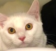 [picture of Moon, a Domestic Short Hair white cat]
