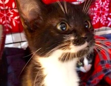 [picture of Chela, a Domestic Medium Hair black/white tuxedo\ cat] 