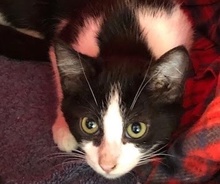 [picture of Maruk, a Domestic Medium Hair black.white stripe\ cat] 