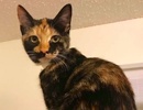 [picture of Viva, a Domestic Short Hair tortie cat]