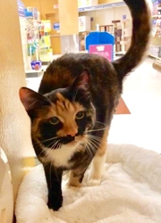 [picture of Viva, a Domestic Short Hair tortie cat]