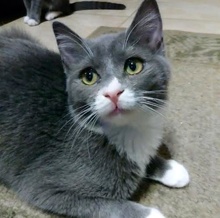 [picture of Tonopah, a Domestic Short Hair blue/white\ cat] 