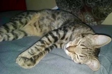 [picture of Tiger Lilly, a Domestic Short Hair brown tabby\ cat] 