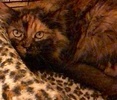 [picture of Keyera, a Maine Coon-x tortie cat]
