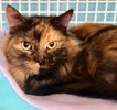 [picture of Keyera, a Maine Coon-x tortie cat]