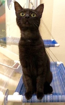 [picture of Ursula, a Domestic Short Hair black cat]