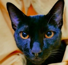 [picture of Mr Blackjack, a Domestic Short Hair black\ cat] 