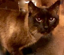 [picture of Hank, a Siamese seal point cat]