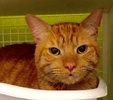 [picture of Dude, a Domestic Short Hair orange tabby cat]
