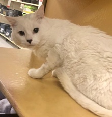 [another picture of Tizoc, a Turkish Van Mix white\ cat] 