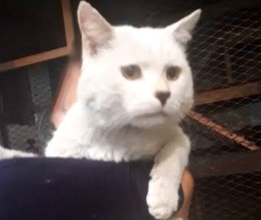 [picture of Tizoc, a Turkish Van Mix white\ cat] 