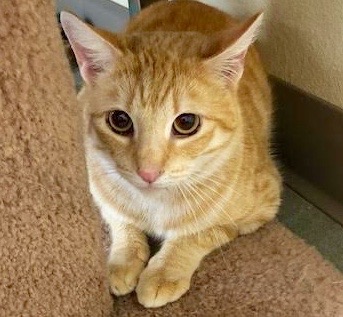 [picture of Waverly, a Domestic Short Hair orange cat]