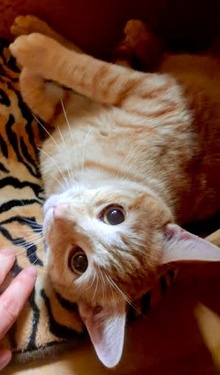 [picture of Waverly, a Domestic Short Hair orange\ cat] 
