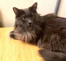 [picture of Bruno Mars, a Domestic Long Hair blue\ cat] 