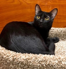 [another picture of Killian, a Domestic Short Hair black\ cat] 