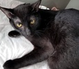 [picture of Killian, a Domestic Short Hair black cat]