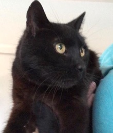 [picture of Dreamy, a Domestic Medium Hair black cat]