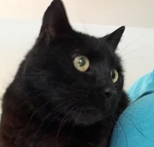 [picture of Dreamy, a Domestic Medium Hair black\ cat] 