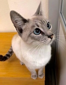 [another picture of Kawaii, a Siamese lynx point\ cat] 