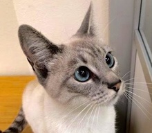 [picture of Kawaii, a Siamese lynx point\ cat] 