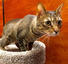 [another picture of Salishan, a Domestic Short Hair brown tabby\ cat] 