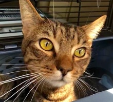 [picture of Salishan, a Domestic Short Hair brown tabby\ cat] 