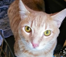 [picture of Eli, a Domestic Short Hair orange\ cat] 
