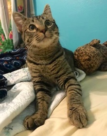 [another picture of McGully, a Domestic Short Hair brown tabby\ cat] 
