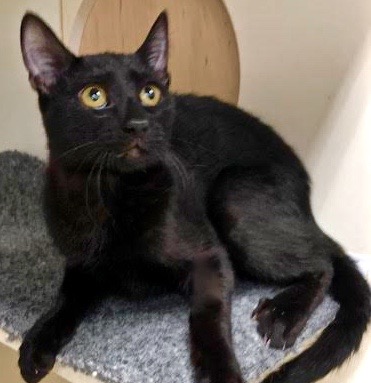 [picture of Salem, a Bombay Mix black cat]