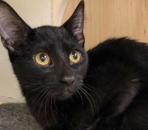 [picture of Salem, a Bombay Mix black\ cat] 