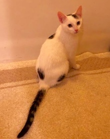 [picture of Lefty, a Turkish Van Mix white/tabby cat]