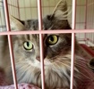 [picture of Miss Elly, a Ragdoll Mix silver cat]