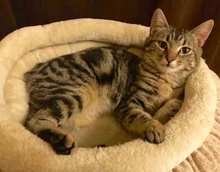 [picture of Mariah, a Domestic Short Hair gray marble tabby cat]