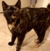 [picture of Dreama, a Domestic Short Hair tortie cat]