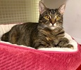 [picture of Breezilla, a Domestic Short Hair brown tabby cat]