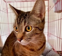 [picture of Breezilla, a Domestic Short Hair brown tabby cat]