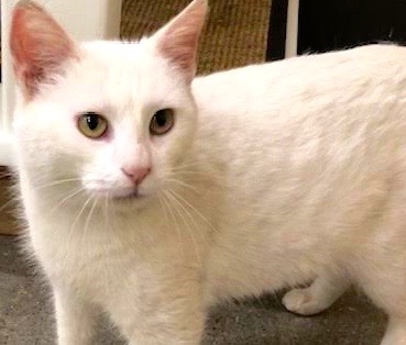 [picture of Arezella, a Domestic Short Hair white\ cat] 