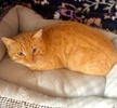 [picture of Julius, a Domestic Short Hair orange tabby cat]