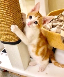 [another picture of Little Oliver, a Domestic Short Hair orange/white\ cat] 
