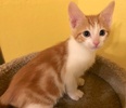 [picture of Little Oliver, a Domestic Short Hair orange/white cat]