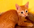 [picture of Ollie, a Domestic Short Hair orange cat]