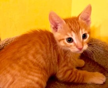 [picture of Ollie, a Domestic Short Hair orange\ cat] 